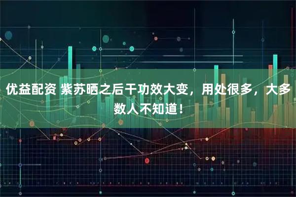 优益配资 紫苏晒之后干功效大变，用处很多，大多数人不知道！